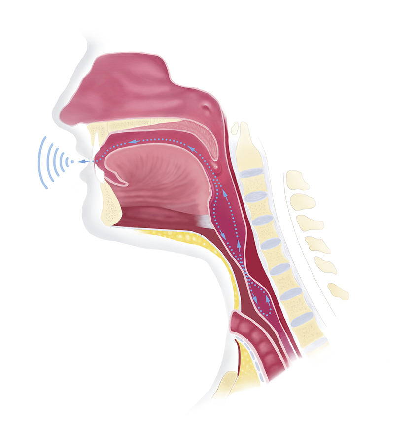 Anatomische Zeichnung: Sprechen mit der Ruktus-Stimme