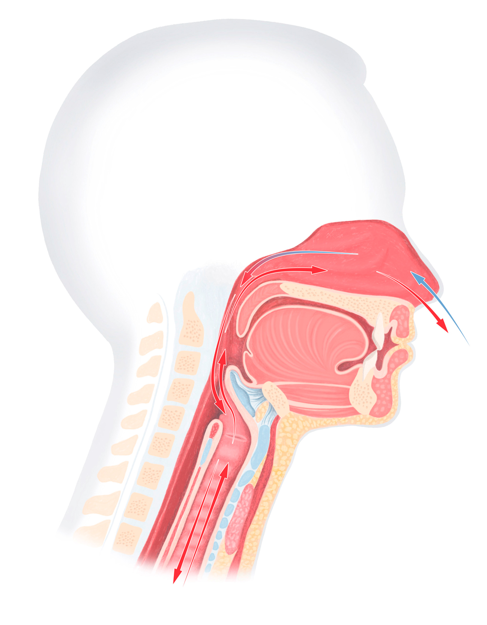 Anatomische Illustration eines Menschen mit Luftzirkulation